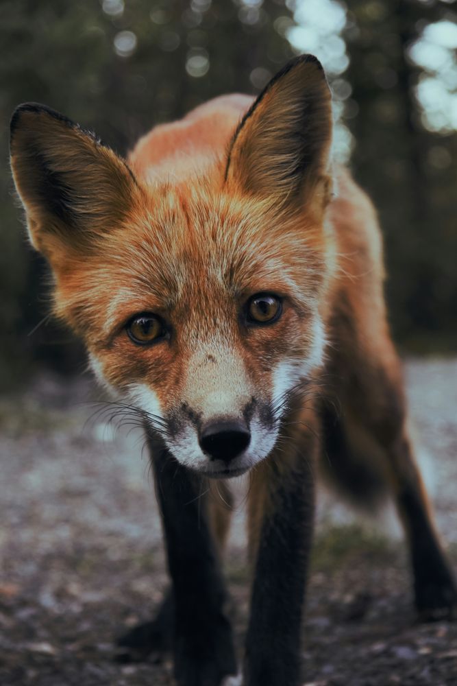 A stock photo of a fox sniffing at the camera, from Sunguk Kim on Unsplash
      