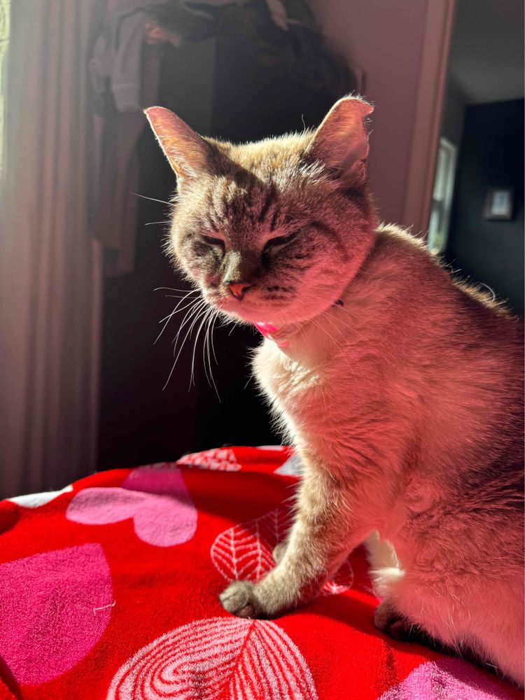 Violet the tabby siamese cat bathed in sunlight, sitting on a red fuzzy blanket 