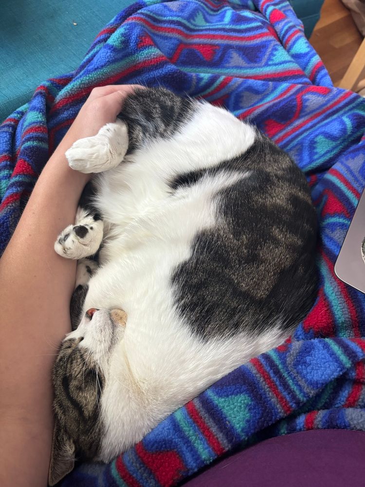 a cat sleeping in my arm with his feet sticking up in the air