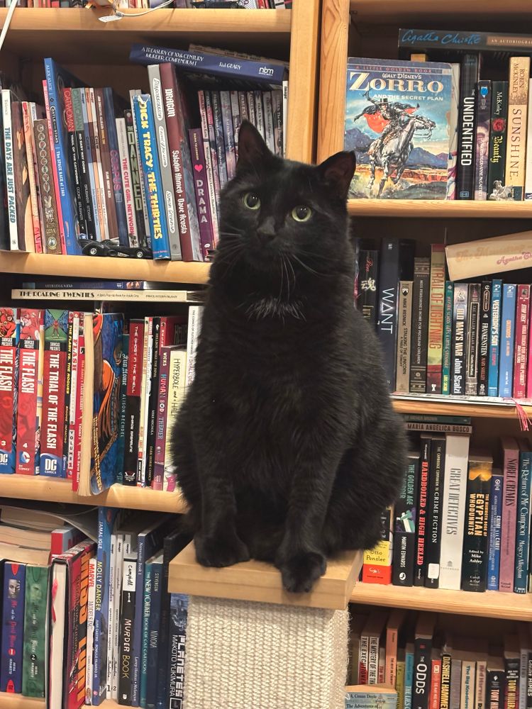 a black cat sitting in front of a bookshelf, not thought one in his little head 