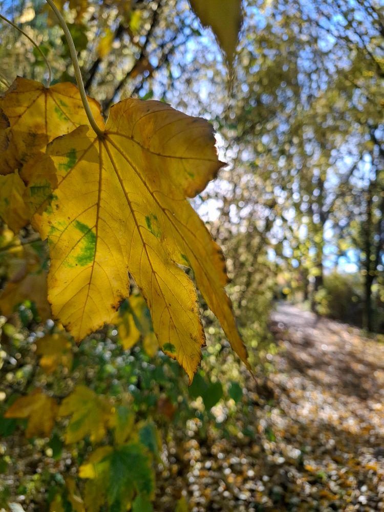Nahaufnahme eines gelben Ahornblattes, dahinter Waldweg