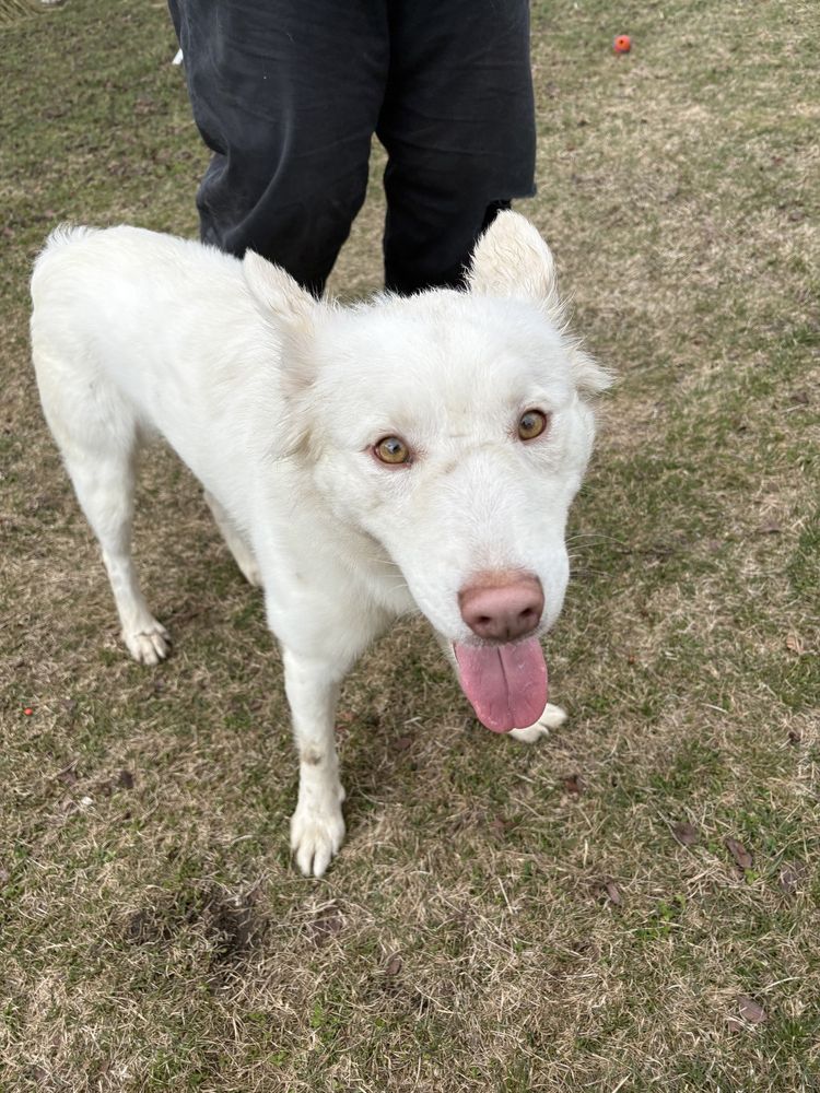 A white dog standing in front of her owner on the grass, with her tongue lolling out. She has a pinkish-tan nose, and hazel eyes.