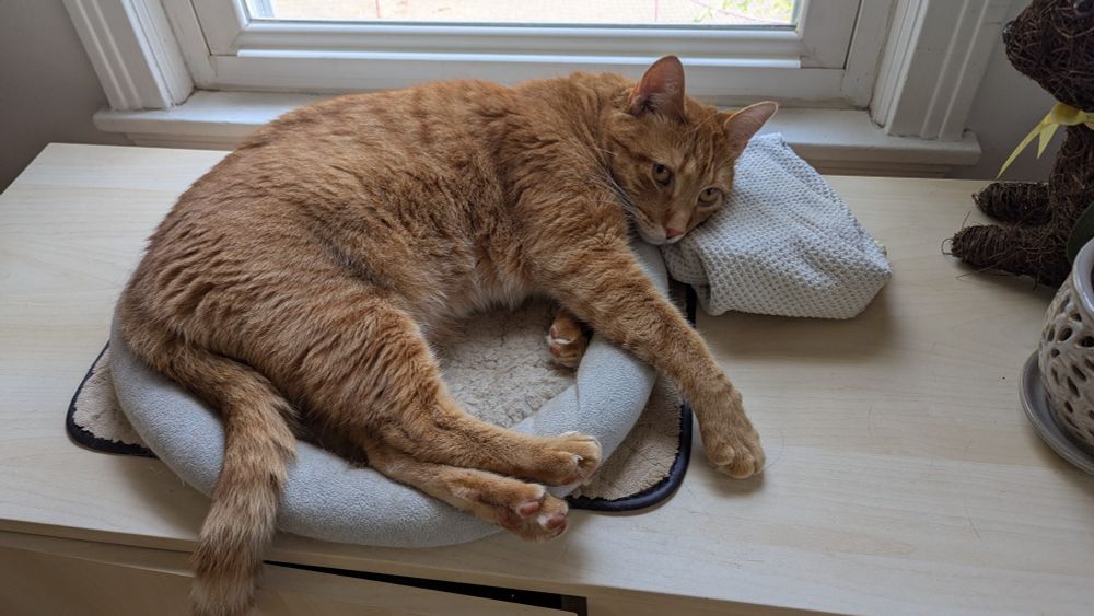A ginger cat lying in a cat bed with his head resting on a tea towel