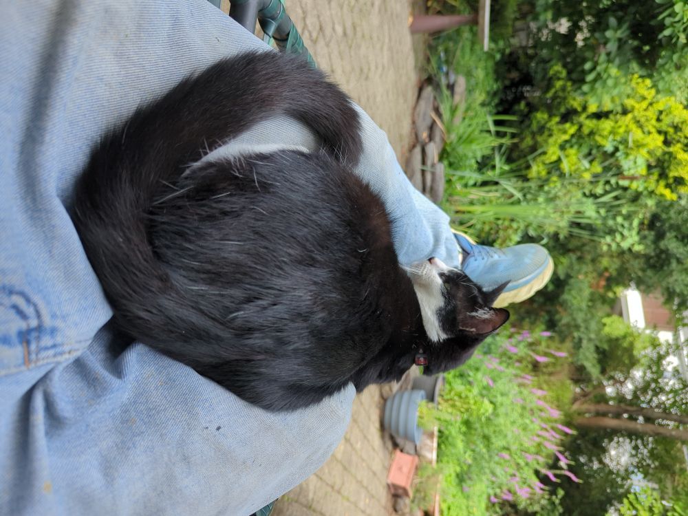 A tuxedo cat on a pair of dirty jeans, with a blooming verbena in the background.