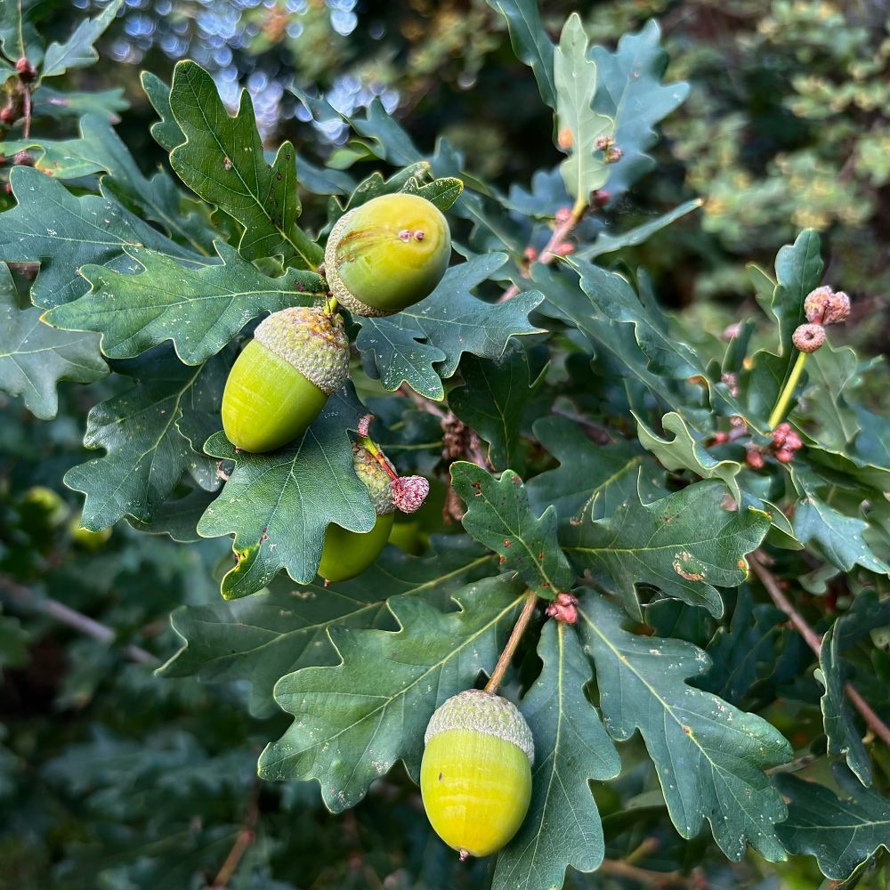 Close up of three yellow-green acorns on a tree surrounded by leaves