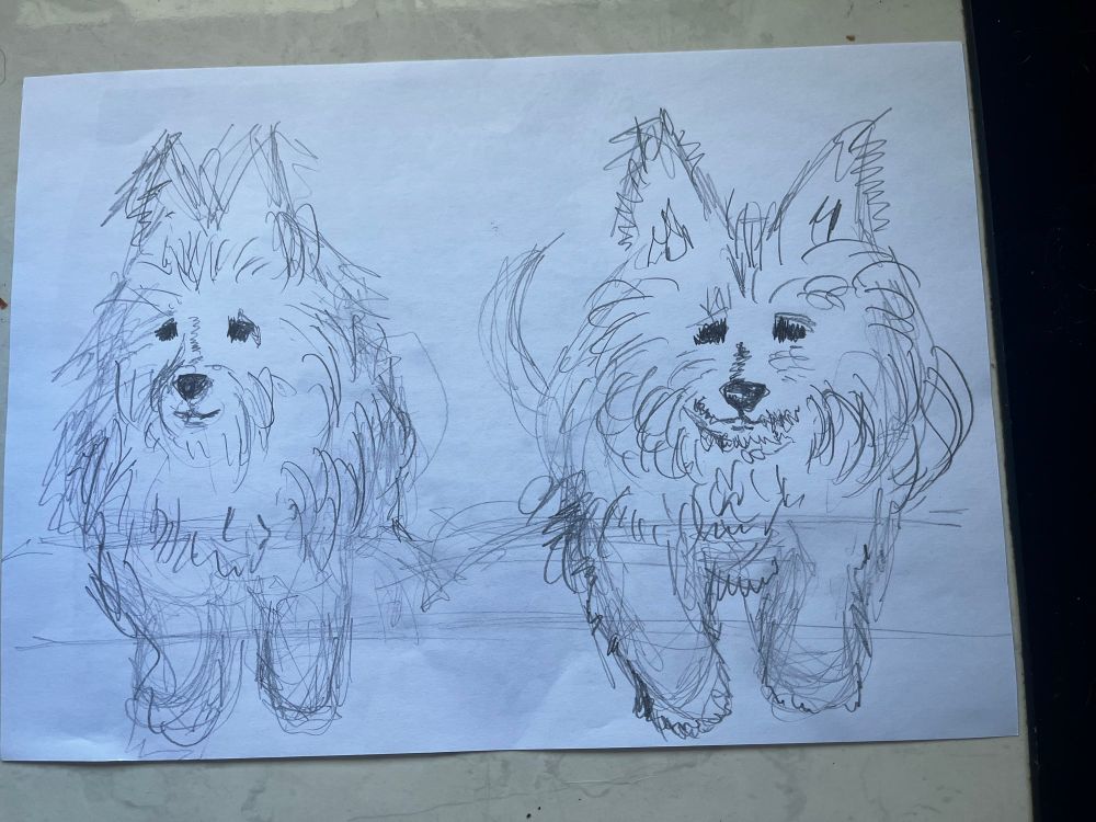 a pencil sketch of two scruffy dogs