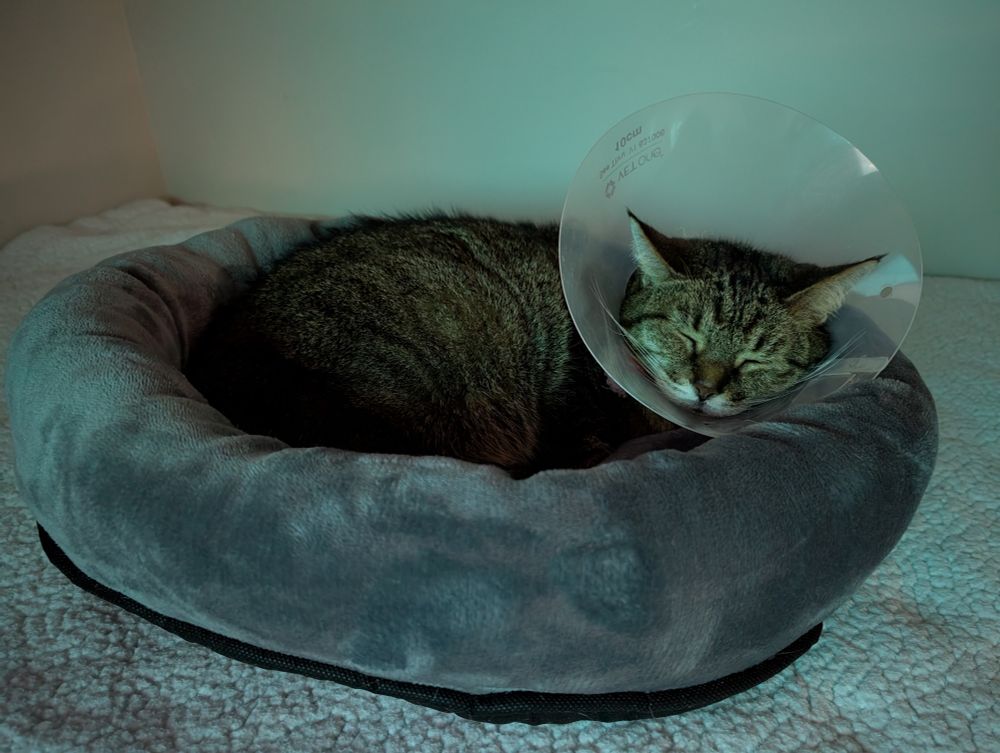 Jolie, the cat, has found a comfortable position to lay in her cat bed while in her cone.