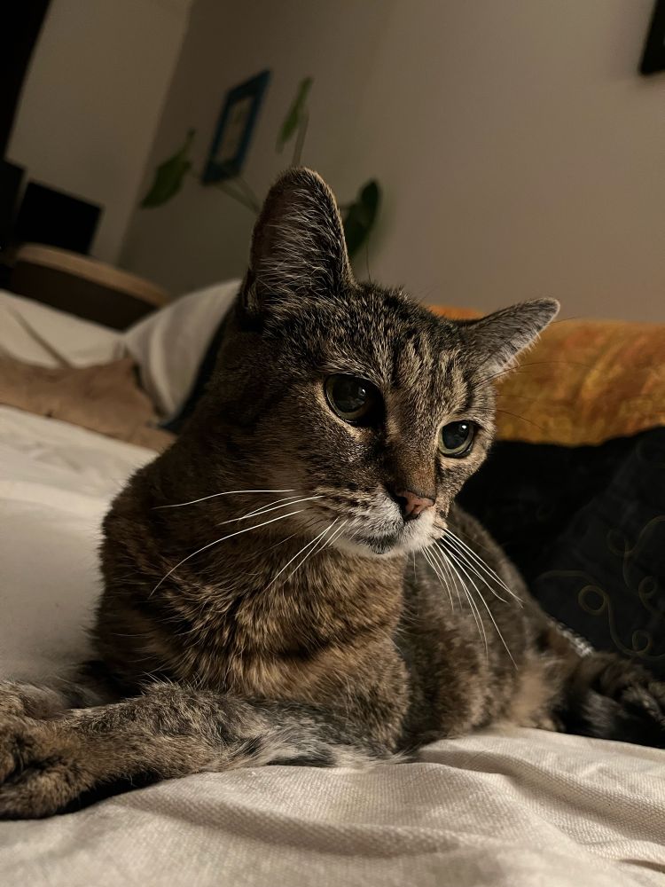 A gray tabby cat relaxing on a couch