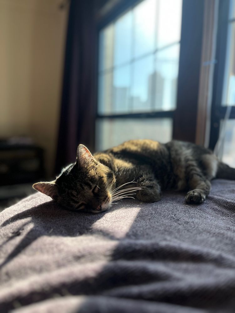 A brown tabby cat lying on a blanket by a window, in a sunbeam