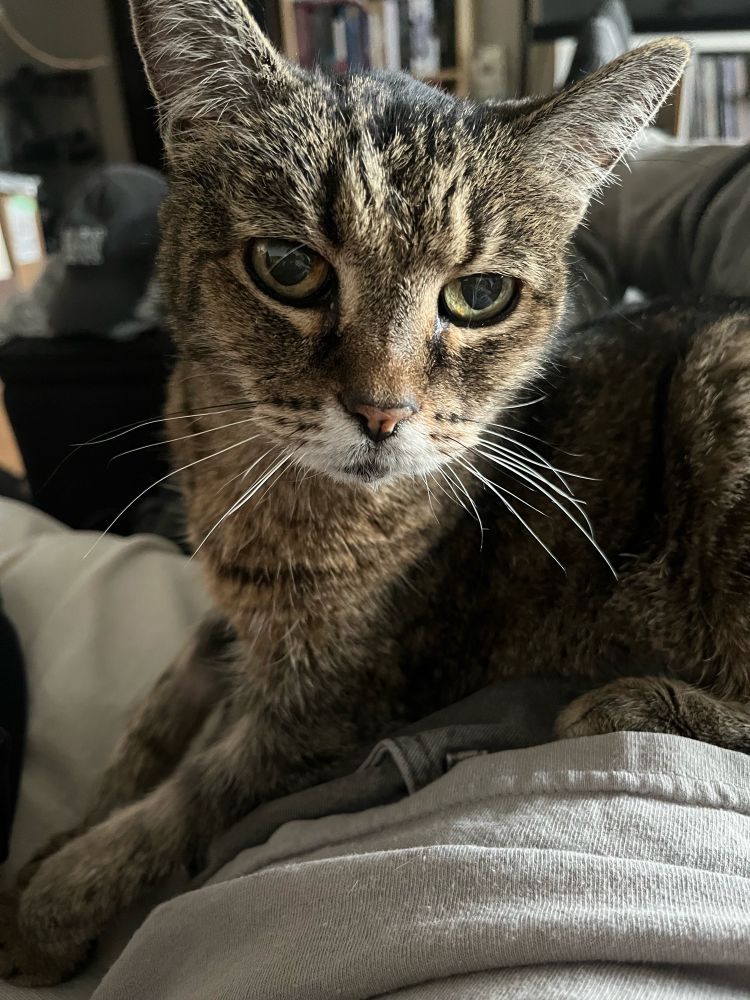 A beautiful grey and brown tabby cat with green eyes