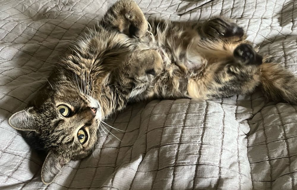 A grey and brown tabby cat looking at the camera and lounging happily on a bedspread.