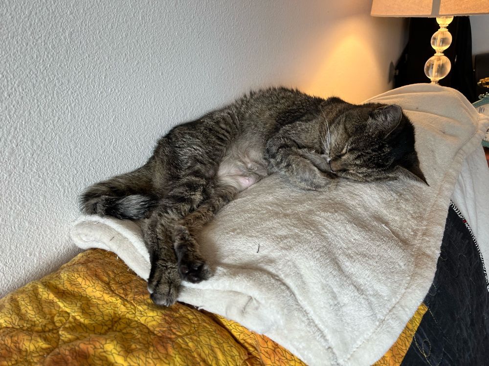 A gray and brown tabby cat asleep on the back of a sofa. Her paws are folded and she looks so cozy
