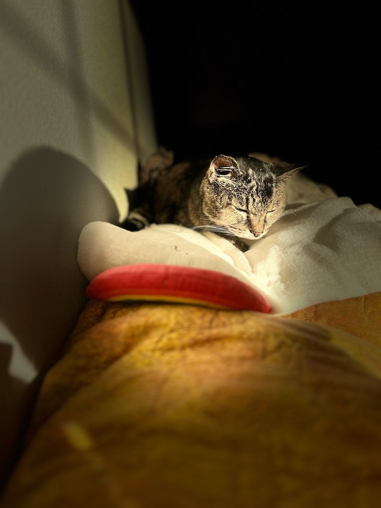 A beautiful gray tabby cat rests on a blanket. In front of her is a rainbow catnip toy. She seems to be bathed in a halo of light.