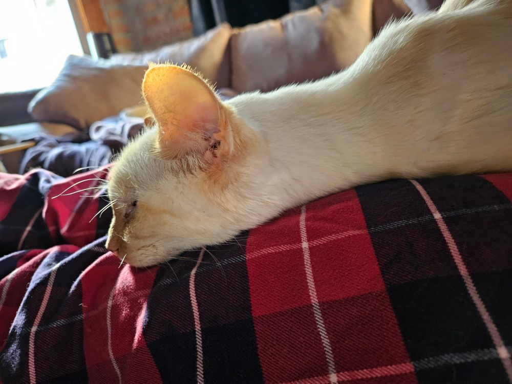 despite the post, this is a cat. she's white with a few faint orange markings on her face, and her neck is extended super far in front of her while she naps