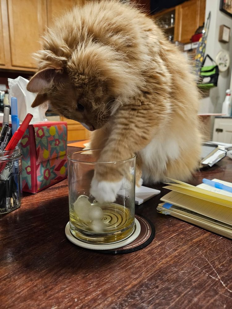 a fluffy orange and white cat sits on a table determinedly trying to get ice cubes out of an empty rocks glass