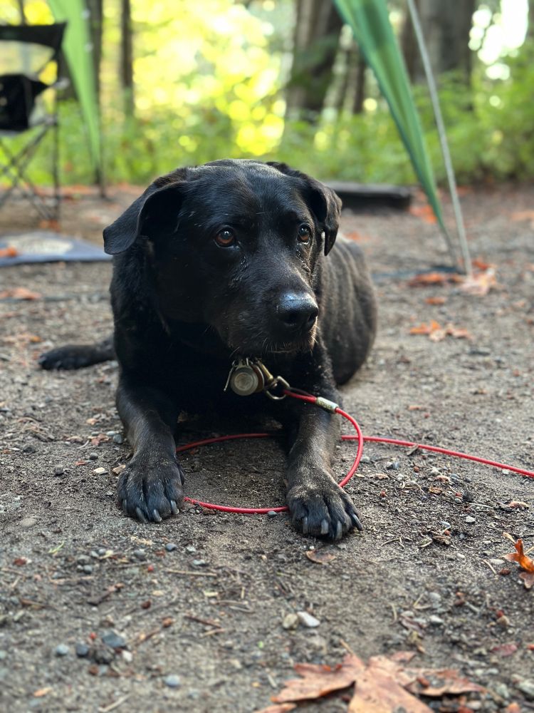 Black Labrador dog laying on the ground facing the camera but looking off to the right.