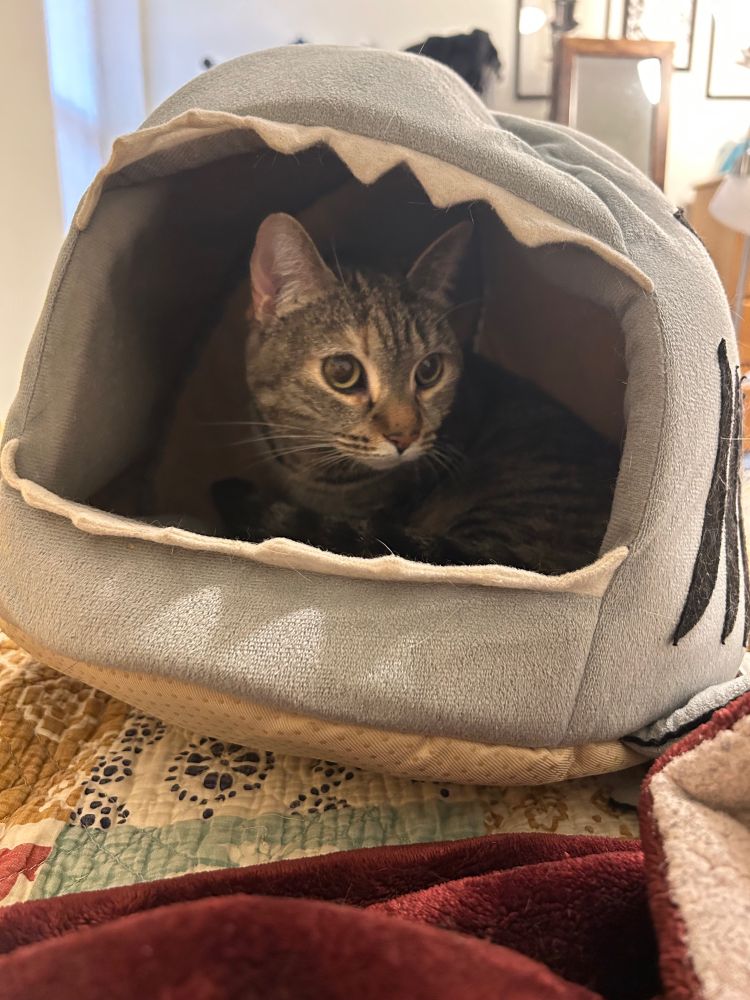 A tabby cat sits peering wide-eyed from between the fearsome felt teeth of a cat bed shaped like a shark with an open mouth.