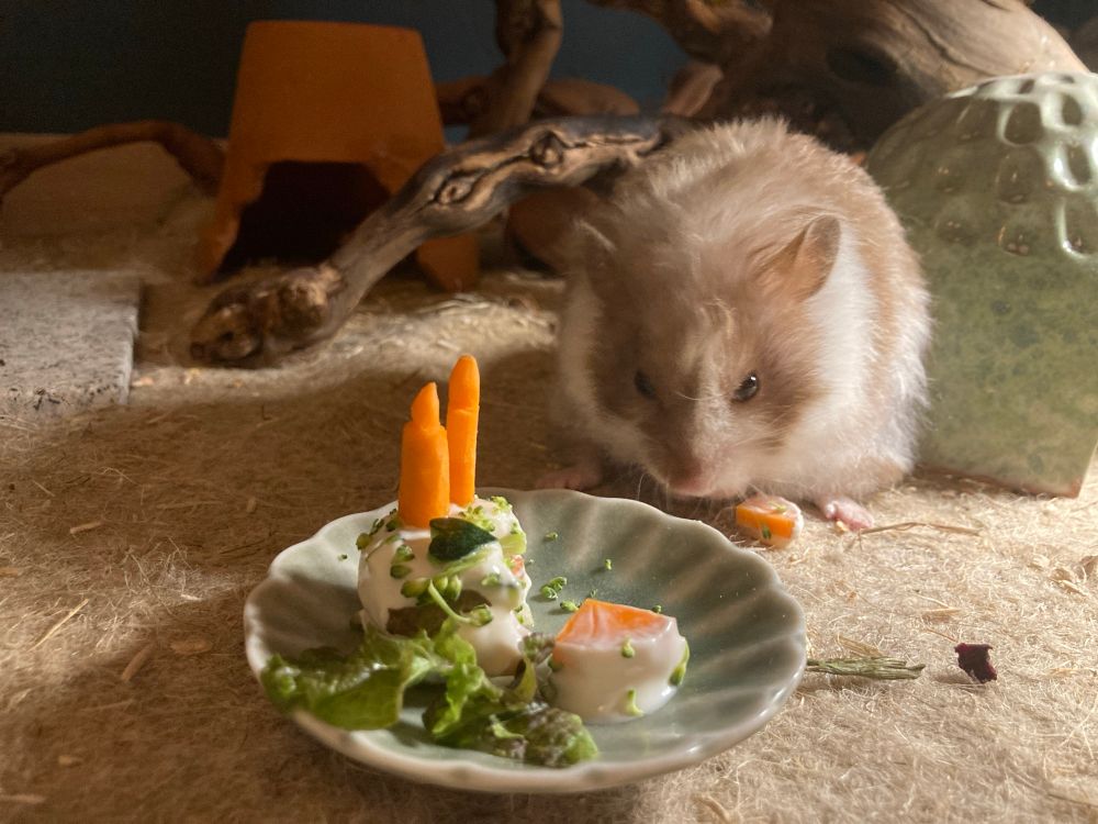 A fluffy very rotund white and beige hamster,
Snacking on a minuscule vegetable layer cake presented on a tiny green plate. The cake has two tiny carrot pieces shaped like candles.