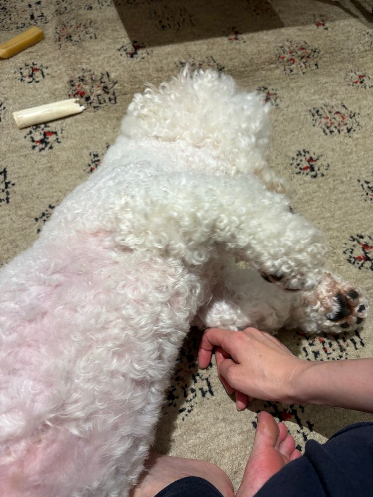 座ってる人間の足の甲の上に乗っかって寝ているビションフリーゼ