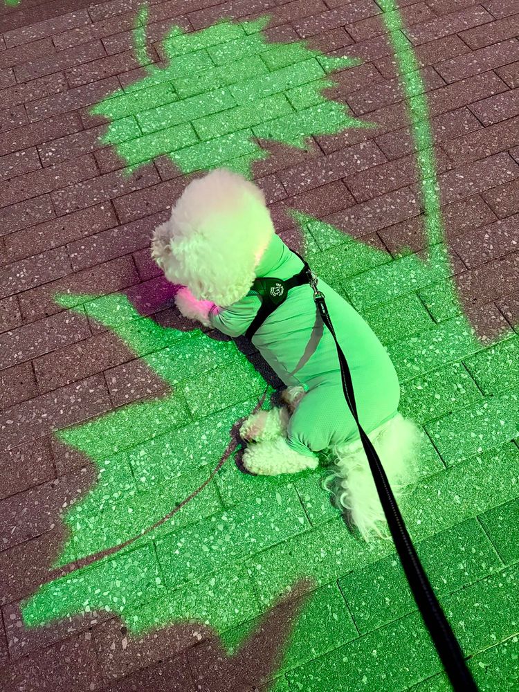 葉っぱの形に投影された緑のライトに照らされているビションフリーゼ