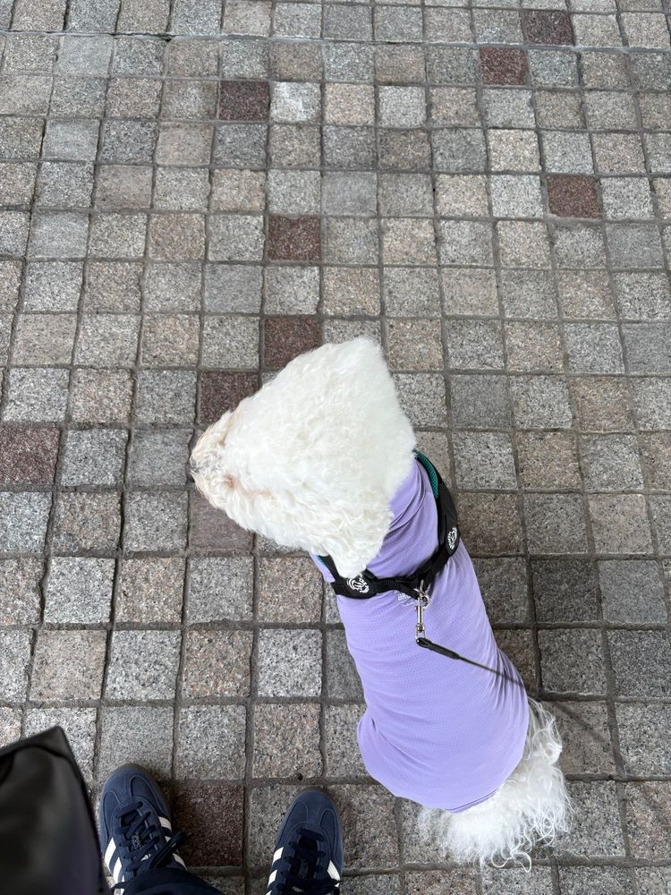 正面からの強風のせいで頭が三角になっているビションフリーゼ