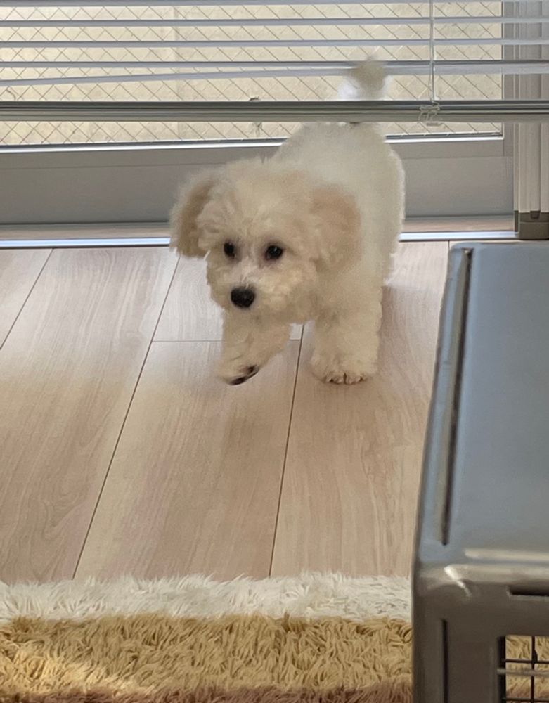 ブラインドの隙間に尻尾が入ってるビションフリーゼの仔犬