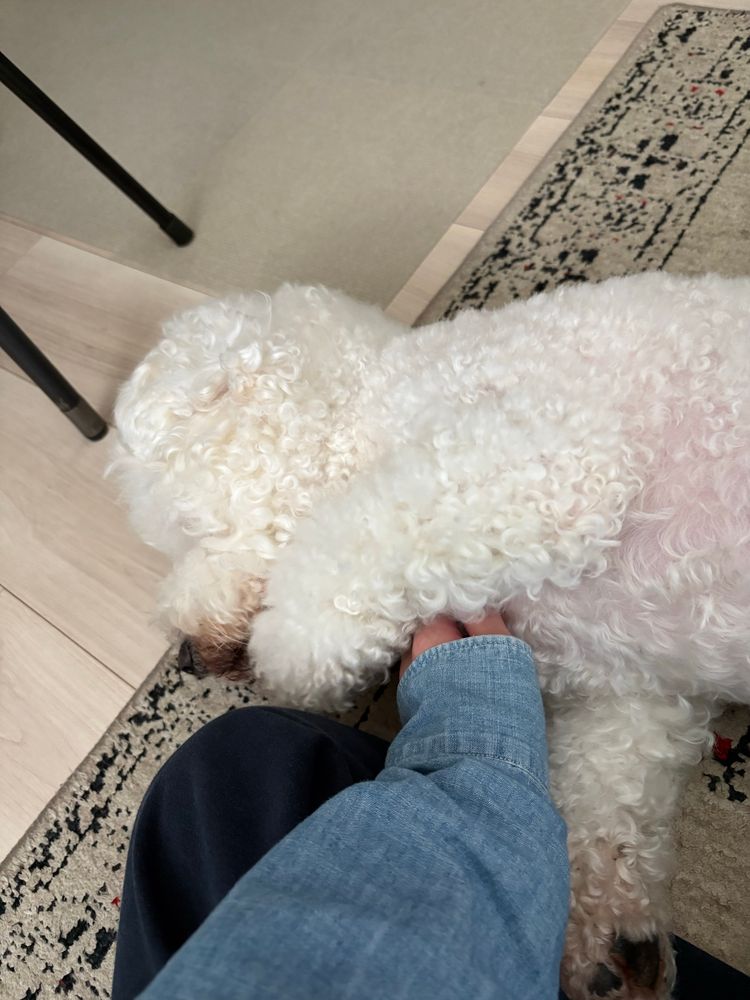 室内で横向きに寝るビションフリーゼ。人間の手が顎の下を撫でている