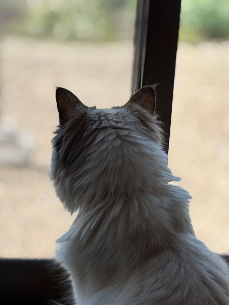 外を眺めている猫の後頭部