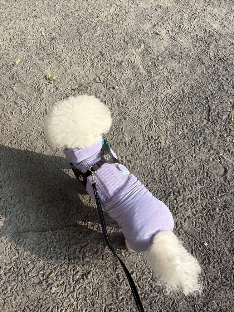 薄むらさきのロンパースを着ているビションフリーゼ