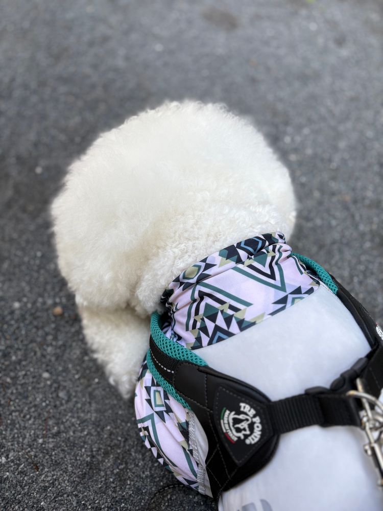 日陰で伏せるビションフリーゼの後頭部（ふわふわ）