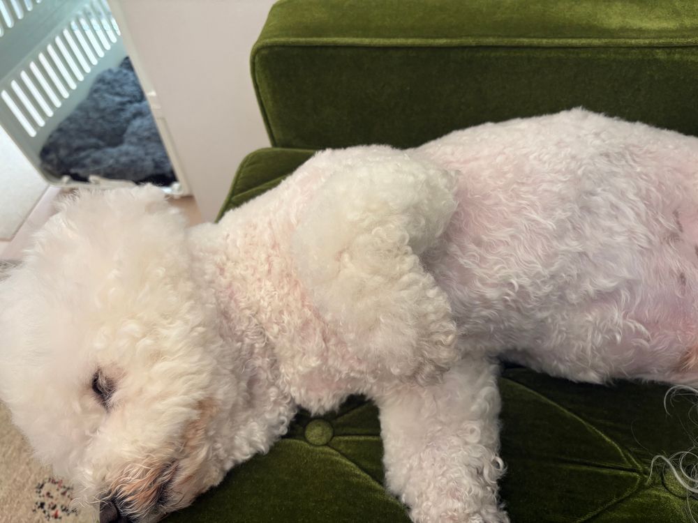 ソファの上で横向きに寝そべっているビションフリーゼ