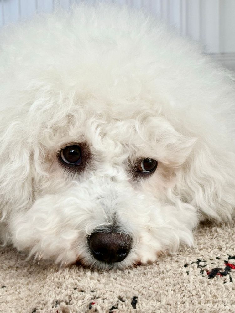 上目遣いしているビションフリーゼの顔