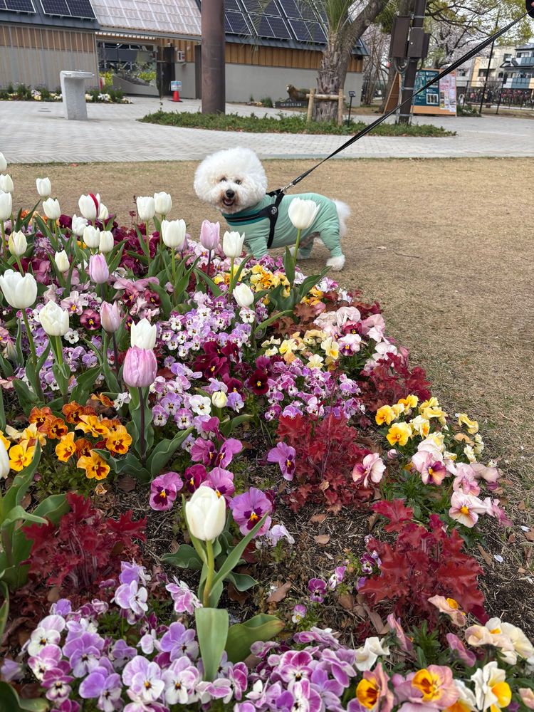 チューリップやパンジーの花壇とビションフリーゼ