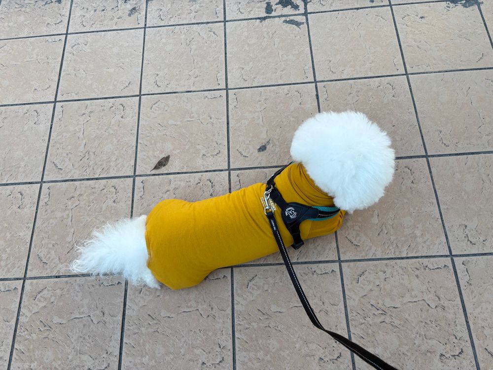 マスタード色のロンパースを着て寝そびるビションフリーゼ