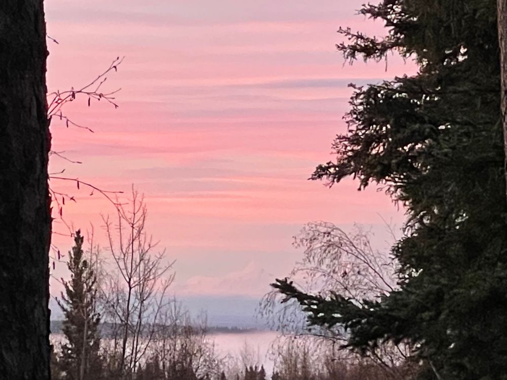 pink dawn, distant white alaska range framed by trees