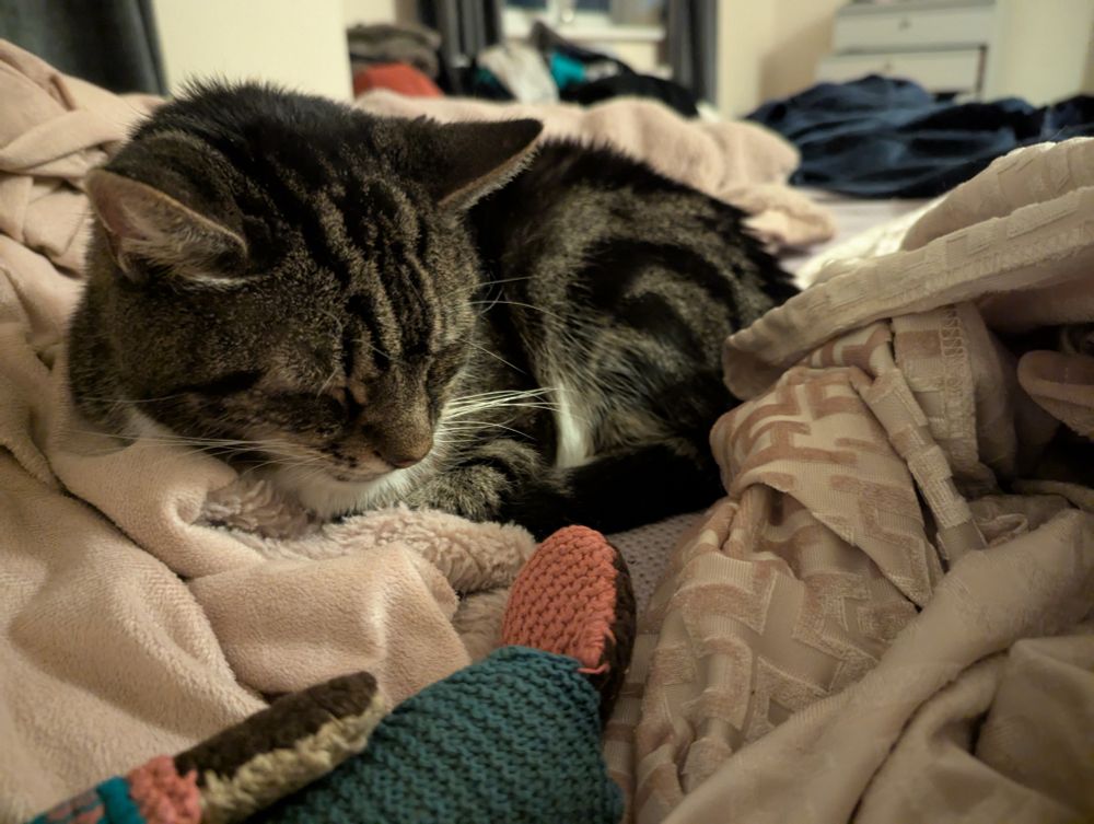 the big tabby cat curled up against me on the bedsheets 