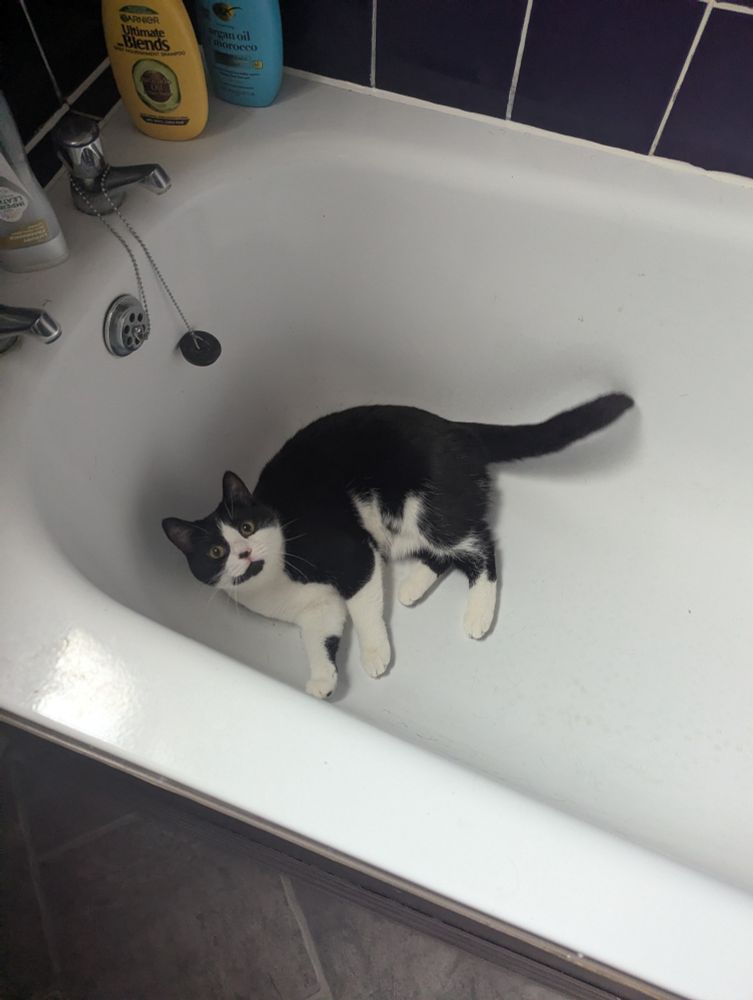 The little black and white cat lying in the bath tub staring up at me pleadingly