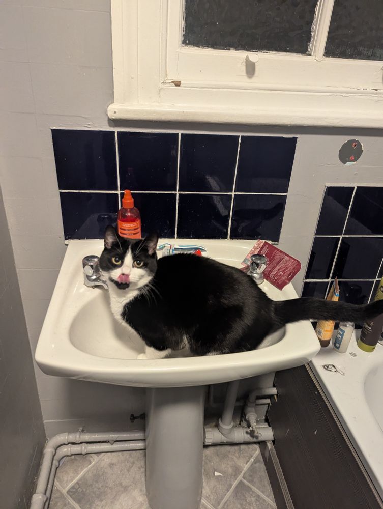 the little black and white cat sitting in the bathroom sink licking her own nose 