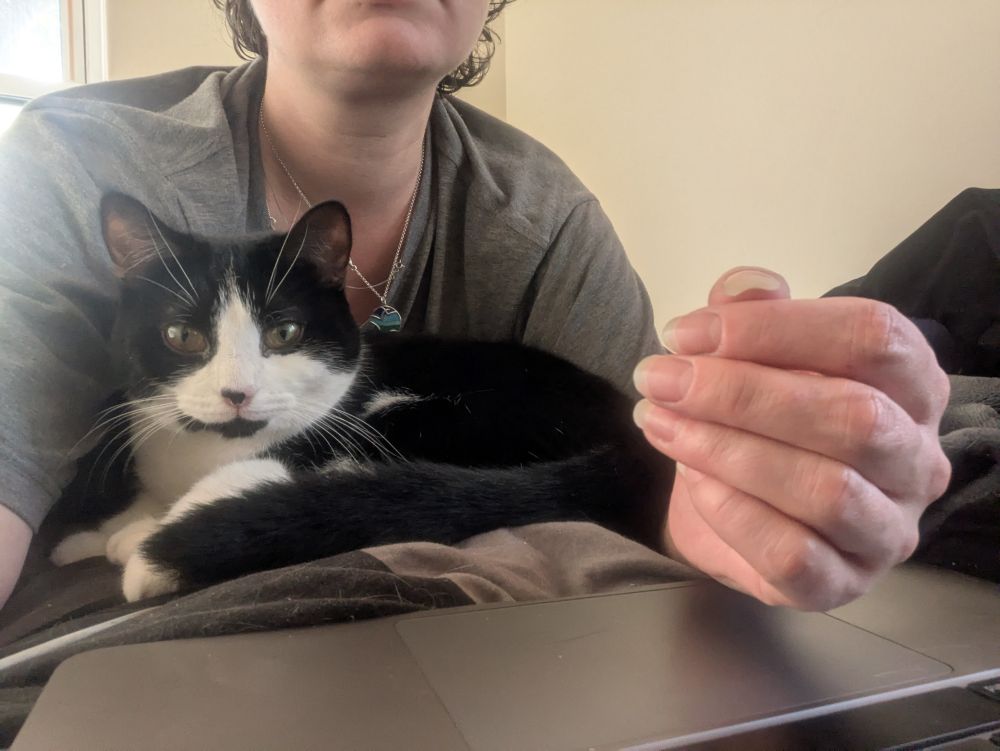 the little black and white cat curled in the space under my chest if I do a sort of half plank to type on the computer lying on the bed