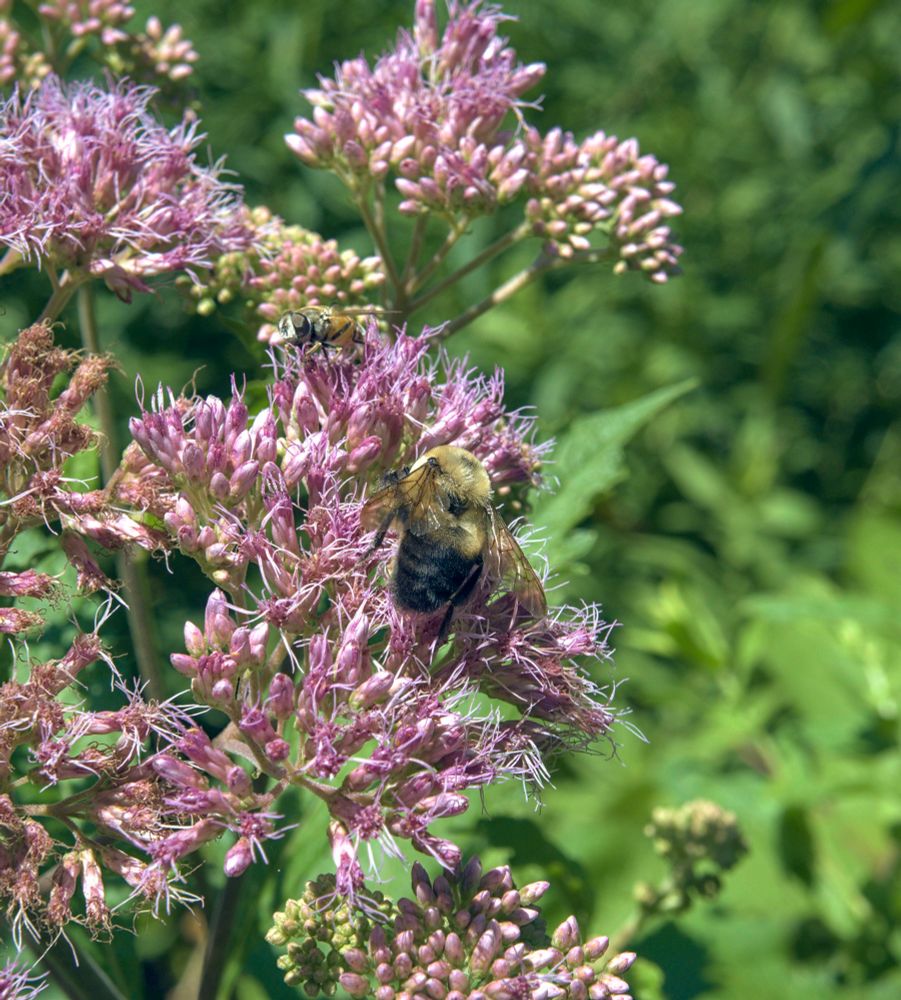 a bumblebee collects pollen atop a pale pink wildflower, trees in the background are green. 