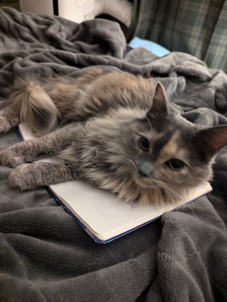 A light gray cat with a multicolored coat lays on a notebook