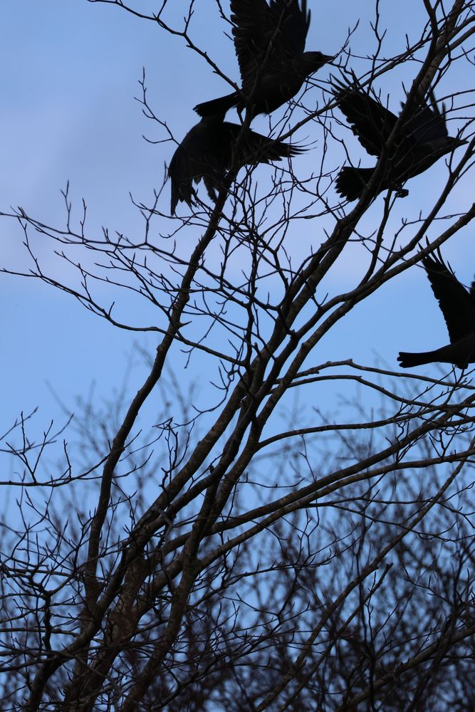 Four silhouetted crows flying away from a tree.