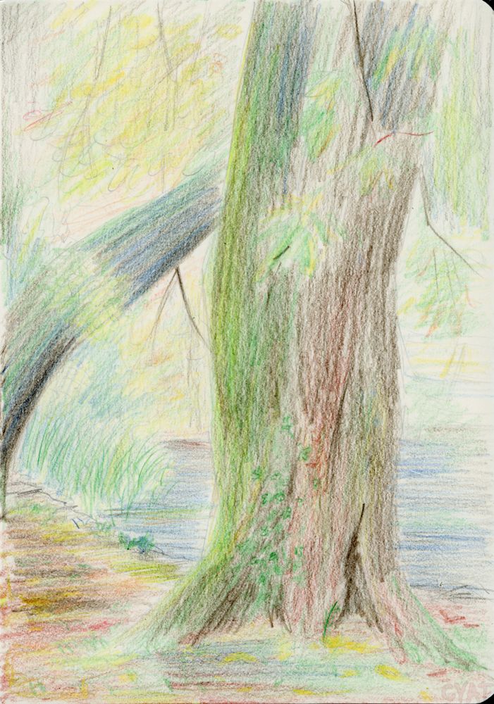 Plein air coloured pencil sketch of park trees in autumn overlooking and overhanging a river on the right.