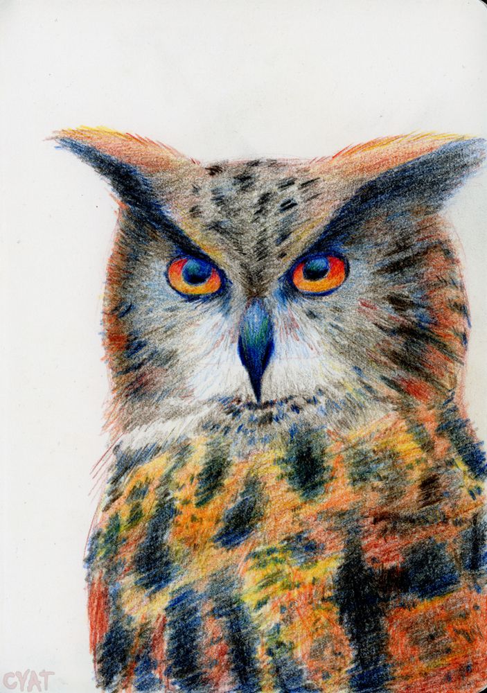 Coloured pencil portrait artwork of a Eurasian eagle owl.