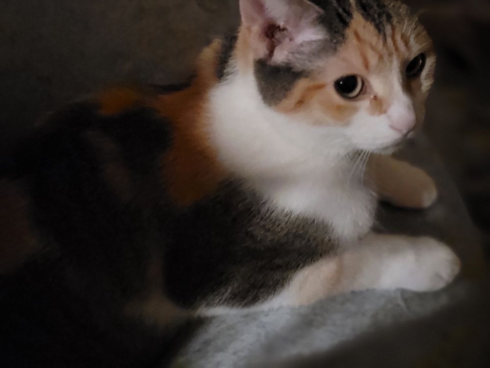 the muted calico cat from the og post, this time looking innocent and sweet