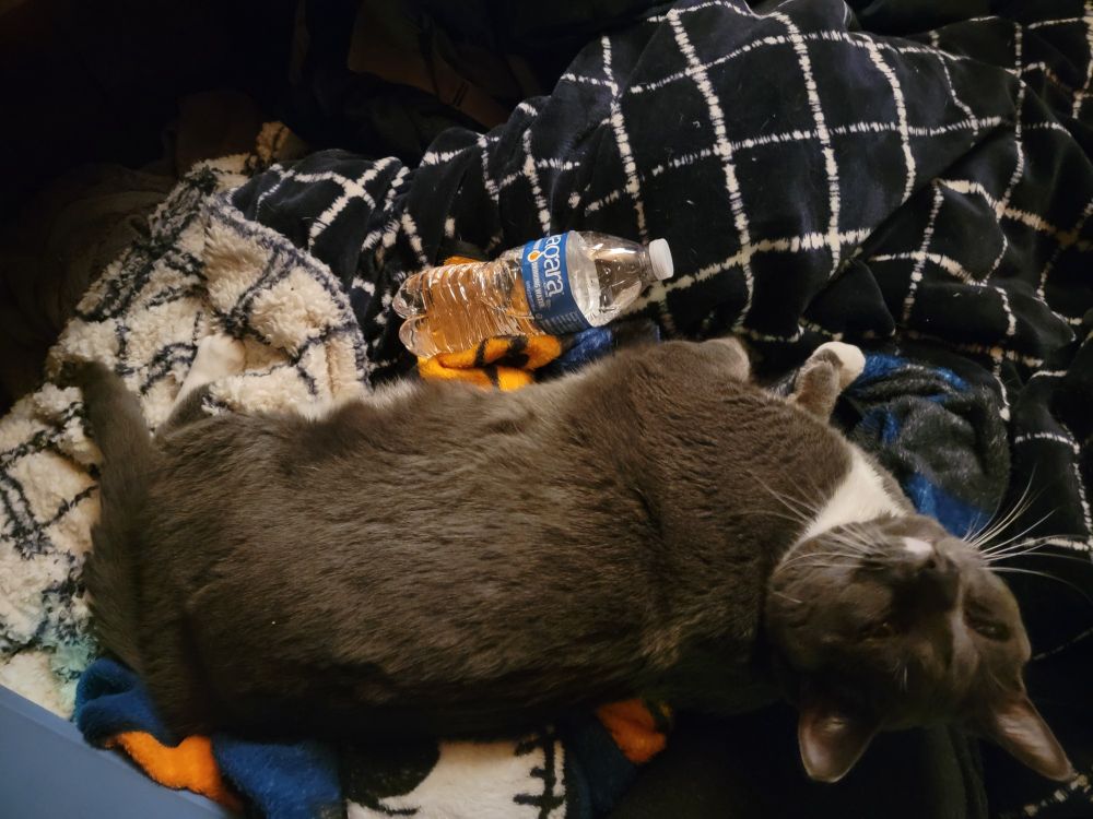 large gray cat with a white blip on the top of his chompy mouth, white paws, belly and neck. he's laying in his side, dwarfing a water bottle and looking up. 

