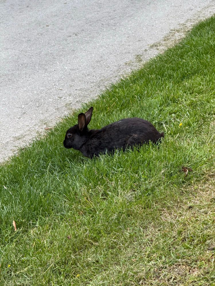 black bunny