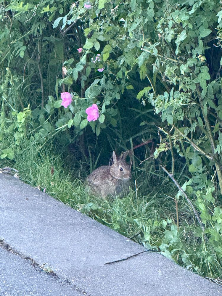 young bun beneath roses