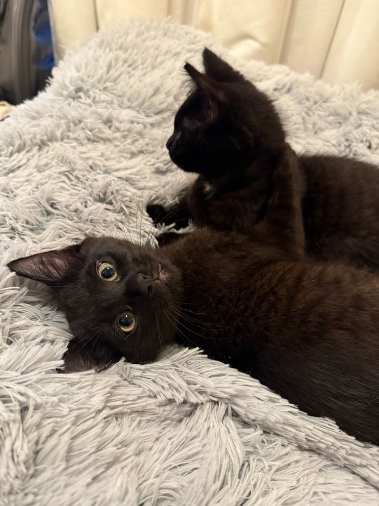 two black kittens, one looking at the camera