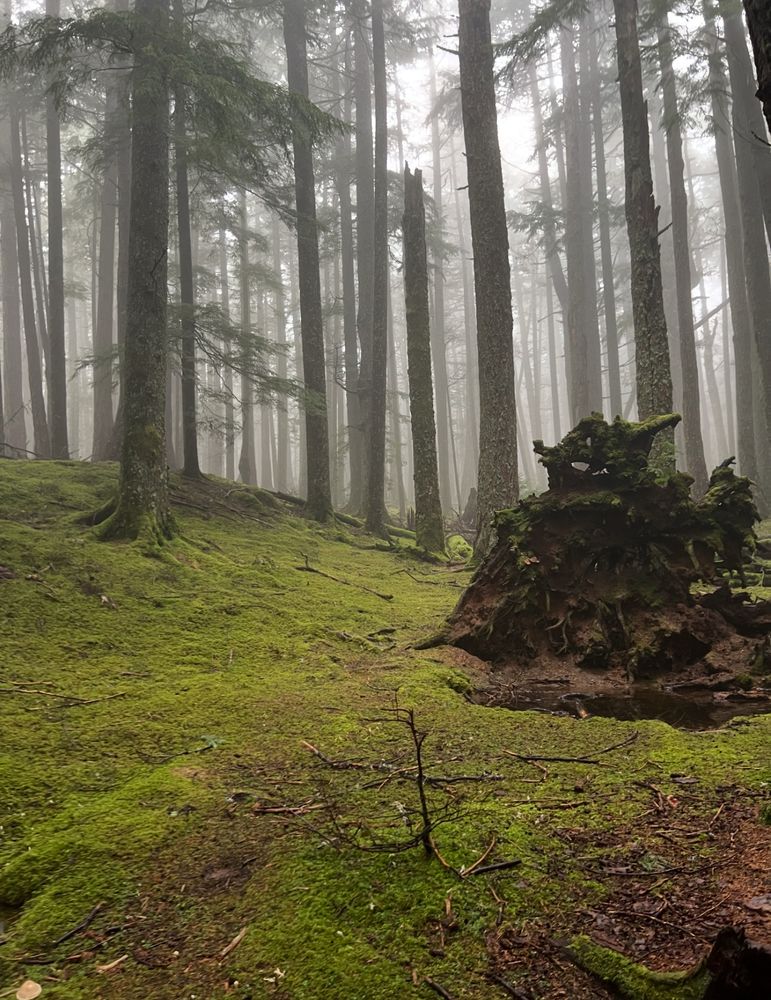 mossy forest 